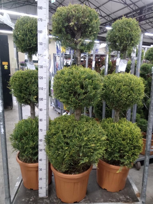 <h4>xCupressocyparis ley.   ...</h4>