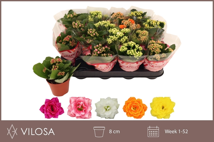 <h4>KAL GE GEM 5 KL</h4>