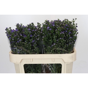 Aster Baby Blue