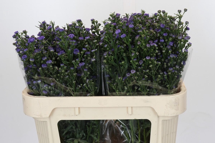 <h4>Aster Baby Blue</h4>