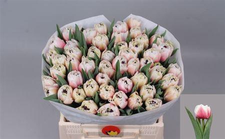 <h4>Tu Du Sambuca</h4>