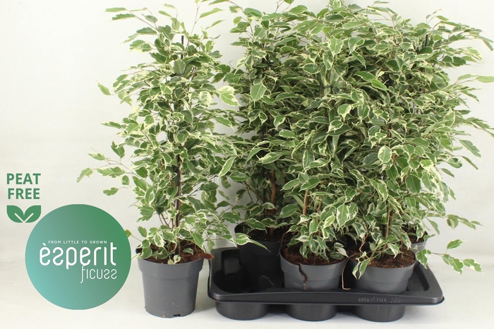 <h4>FIC BE TWILIGHT</h4>