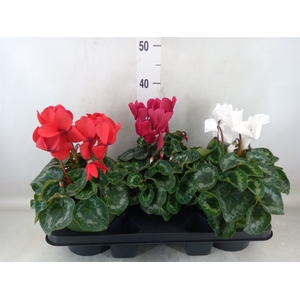 Cyclamen GR 'Halios'