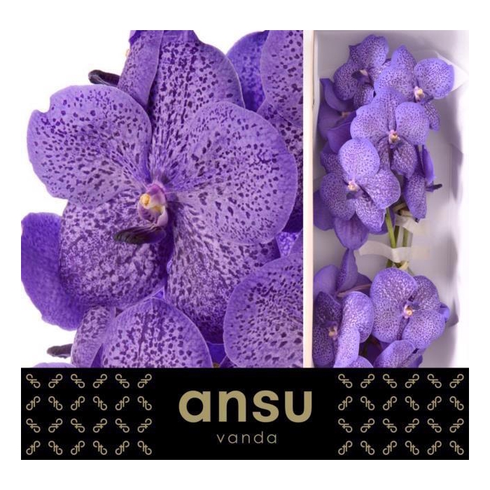 <h4>Vanda Su Lave Sprink</h4>