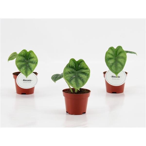 <h4>Alocasia 'Dragon Scale'</h4>