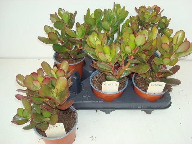 <h4>CRASS OVATA</h4>