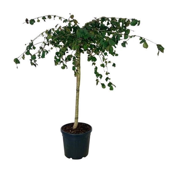 <h4>Corylus a. Purple Umbrella</h4>