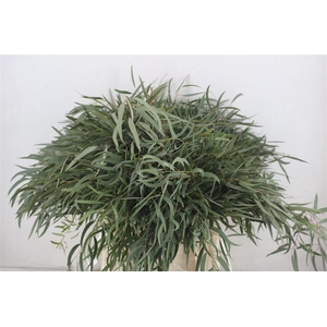 Euca Nicoly Short 150gr P Bunch