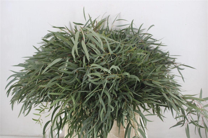 <h4>Euca Nicoly Short 150gr P Bunch</h4>