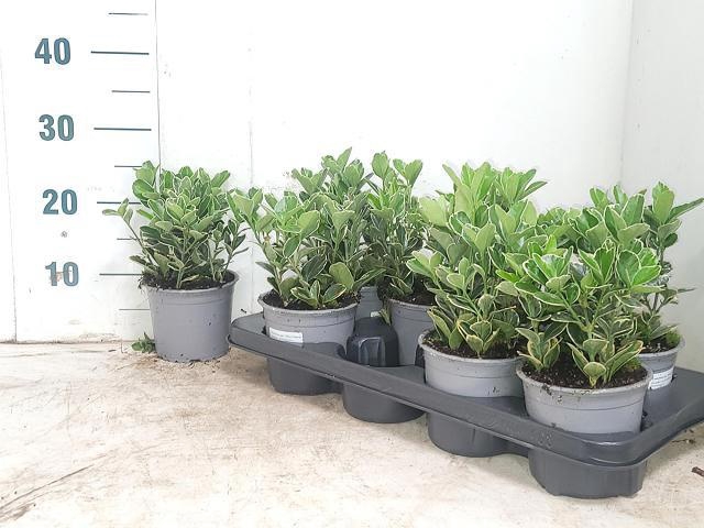 <h4>EUONYMUS JAPONICUS</h4>