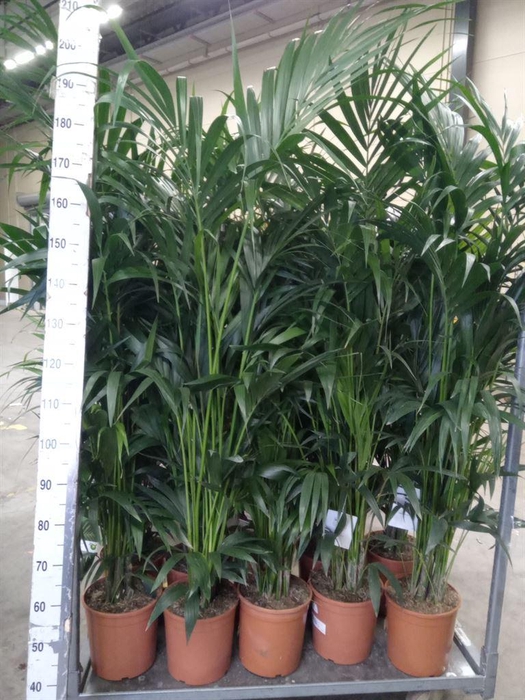 <h4>Howea forsteriana</h4>