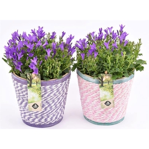 Hout pot paars/roze mix 13cm