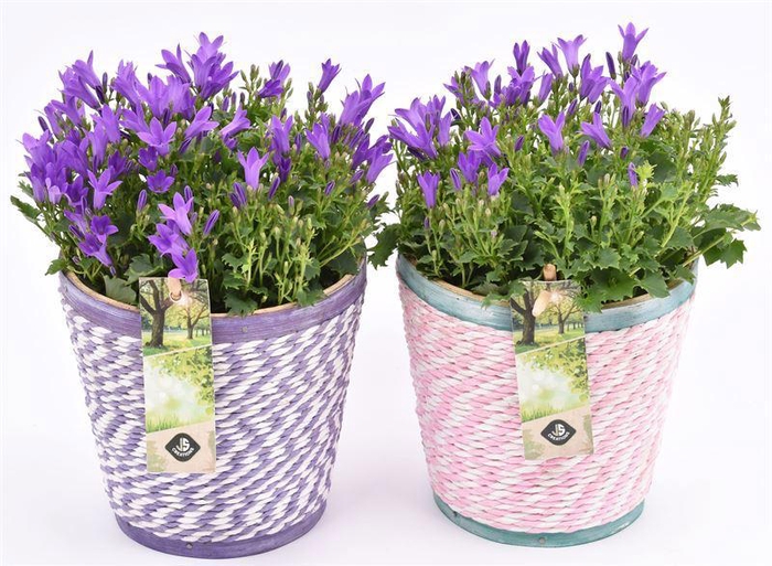 <h4>Hout pot paars/roze mix 13cm</h4>