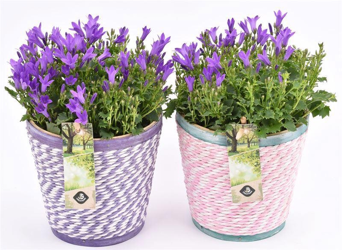 <h4>Hout pot paars/roze mix 13cm</h4>