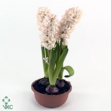 Hyacinthus orie. 'Apricot Passion'