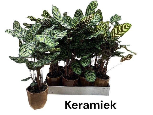 <h4>CALAT MAKOYANA</h4>