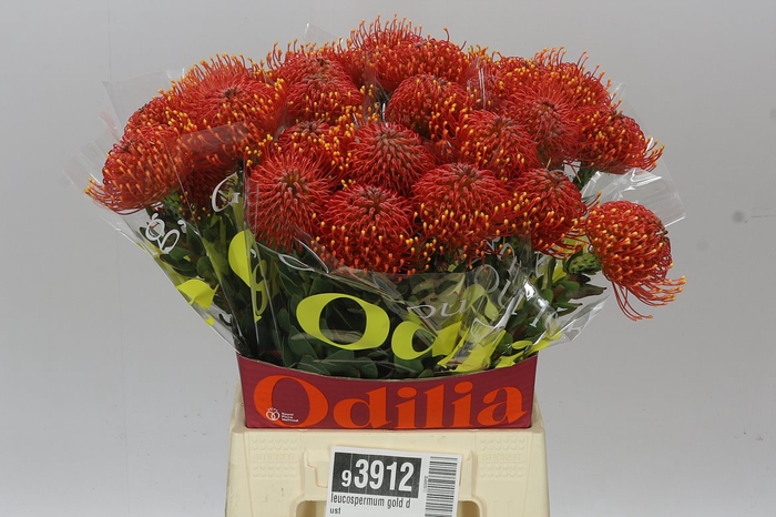 <h4>Leucospermum Gold Dust</h4>