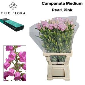 CAMP M PEARL PINK Small Box 40
