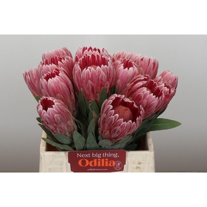 Protea Pink Ice