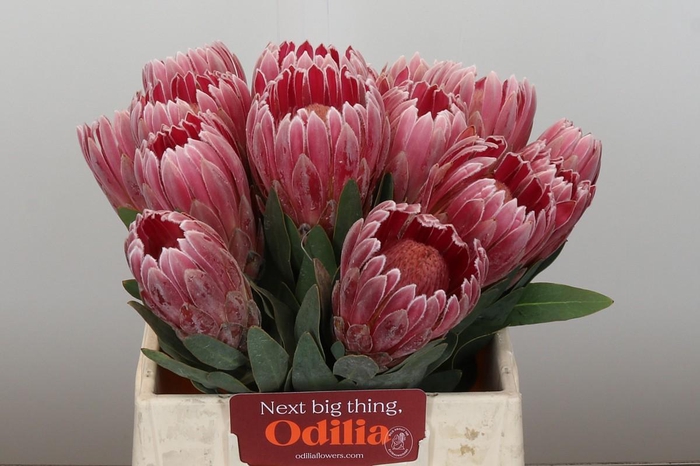 <h4>Protea Pink Ice</h4>