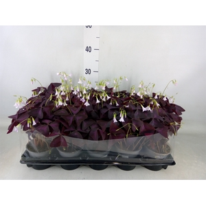 Oxalis trian.