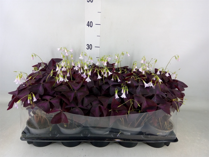 <h4>Oxalis trian.</h4>