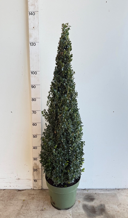 <h4>BUXU SEMPERVIRENS</h4>