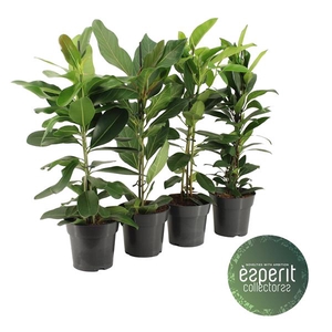 Ficus Collectorss Mix 2-3 srt.