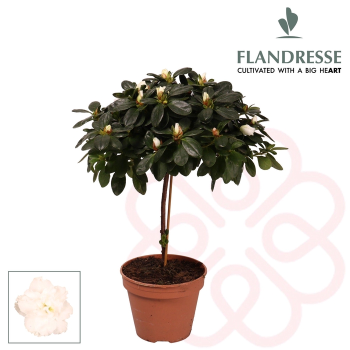 <h4>Azalea Flandresse® stam 'wit' 20 - 22 cm</h4>