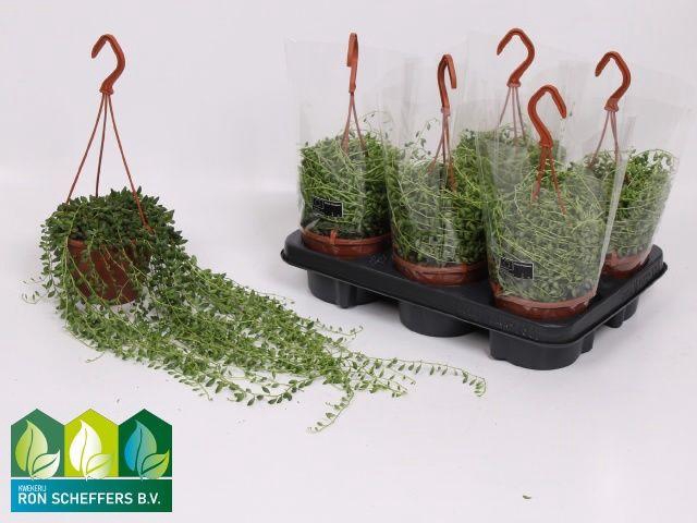 <h4>SENEC HERREIANUS P12</h4>