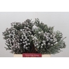 Kaaps Groen Silver Brunia