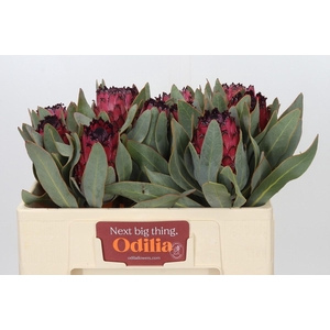 PROTEA MA RED BEAUTY