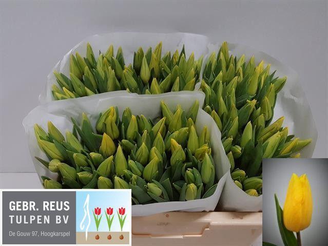 <h4>TU EN STRONG GOLD</h4>