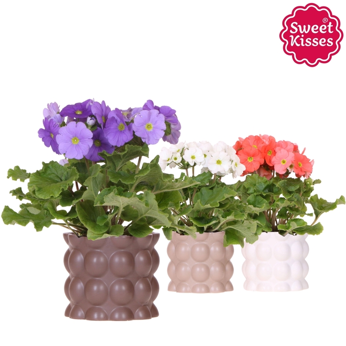 <h4>Primula Obconica Sweet Kisses mix in Cotton pot sand mix</h4>