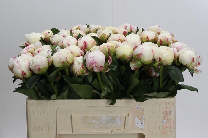 <h4>Paeonia Mary E. Nicholls</h4>