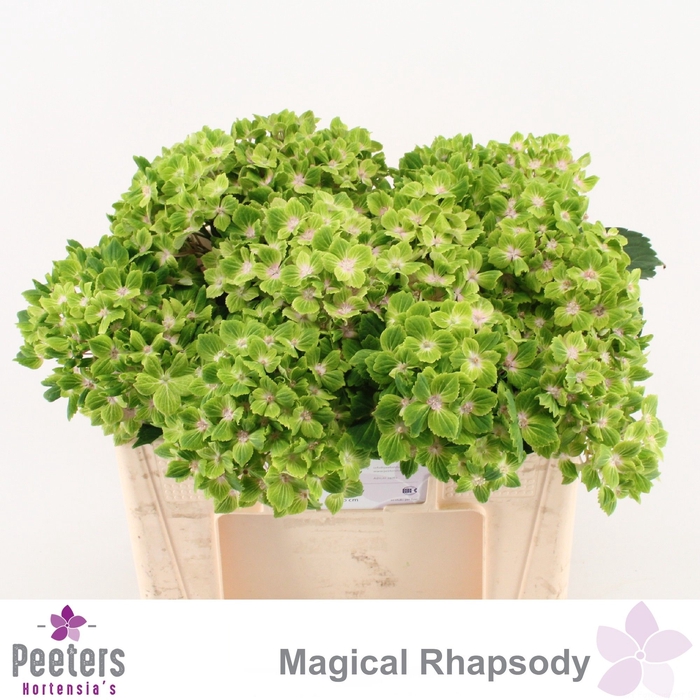 <h4>HYDR M MAG RHAPSODY</h4>