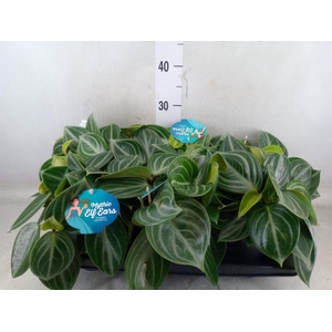 Peperomia