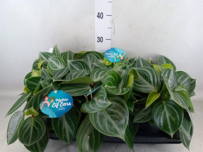 <h4>Peperomia</h4>