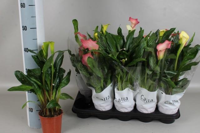 <h4>ZANT GEM 3 KL</h4>