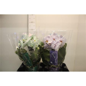 Phal **paint** Magic/wonder Gem Bog 2 Branches 18+