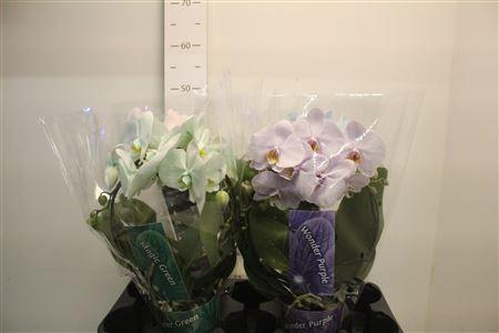 <h4>Phal **paint** Magic/wonder Gem Bog 2 Branches 18+</h4>