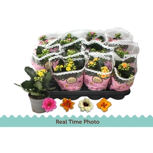 KAL GE GEM TWEEKL BL