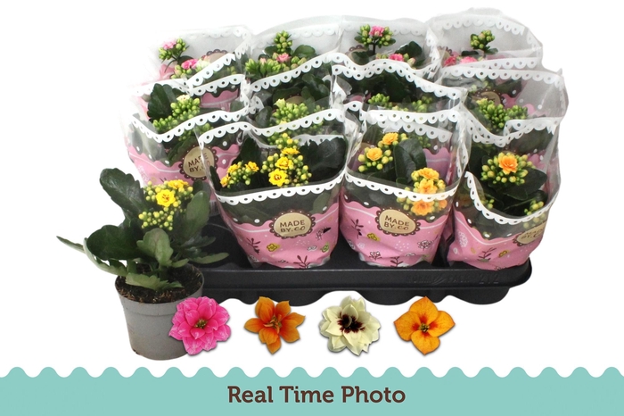 KAL GE GEM TWEEKL BL