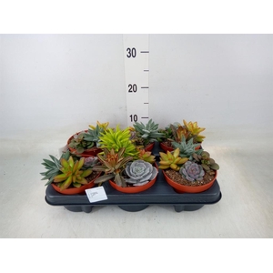Succulents   ...