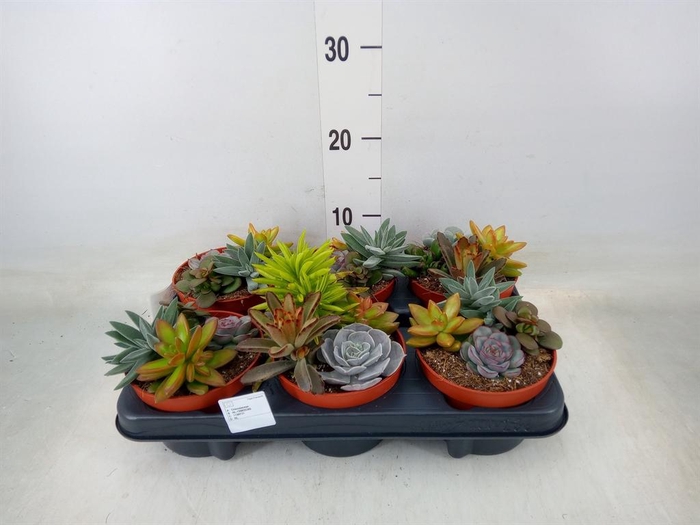 <h4>Succulents   ...</h4>