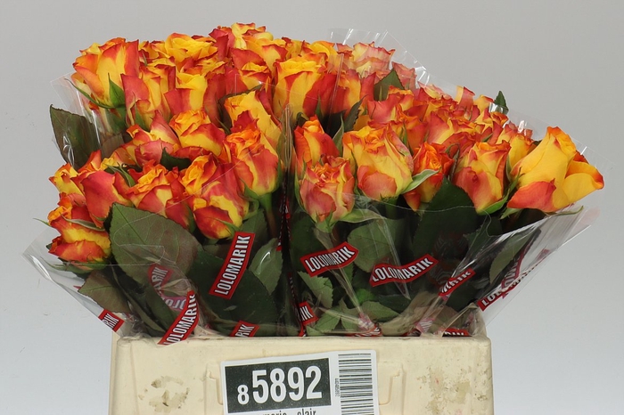 <h4>Rosa Gr Marie-claire!</h4>