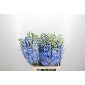 Delphinium Centurion Skyblue