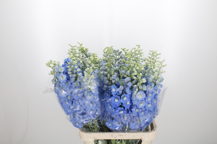 <h4>Delphinium Centurion Skyblue</h4>