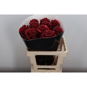 Brassica Wx (ex) Classic Dark Pink