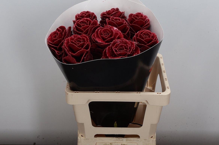 <h4>Brassica Wx (ex) Classic Dark Pink</h4>